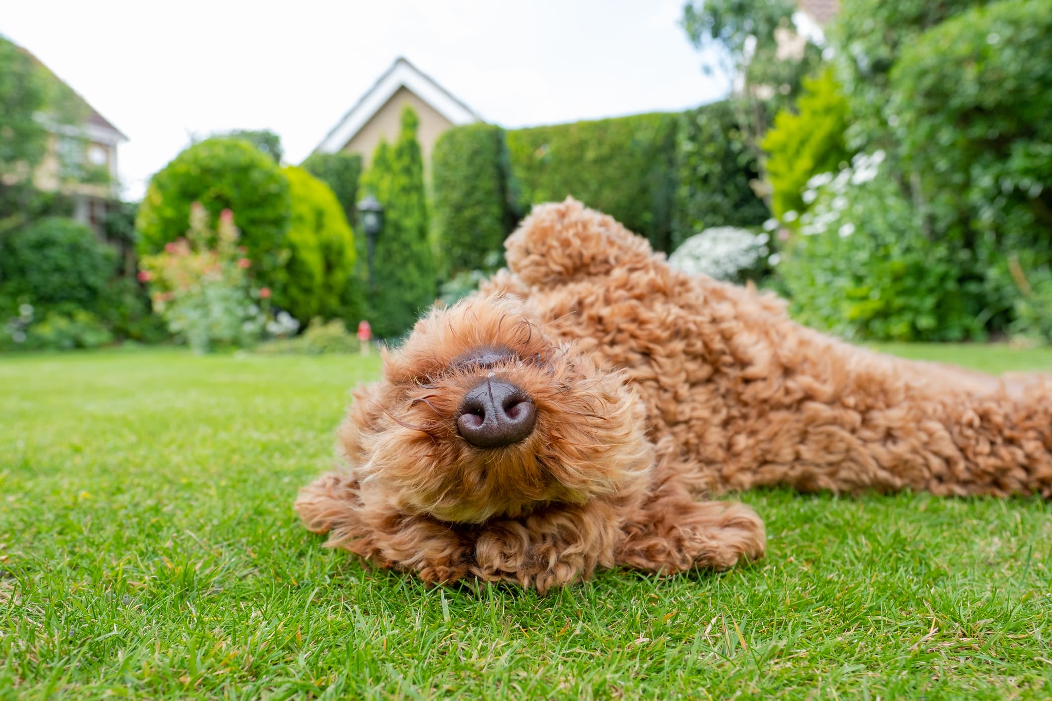 Young Poodle rolling in a yard that is free of pet waste thanks to DoodyCalls