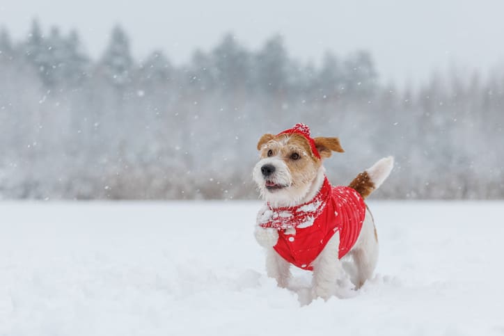 Jack Russell Terrier in a red jacket, hat and scarf stands in snow