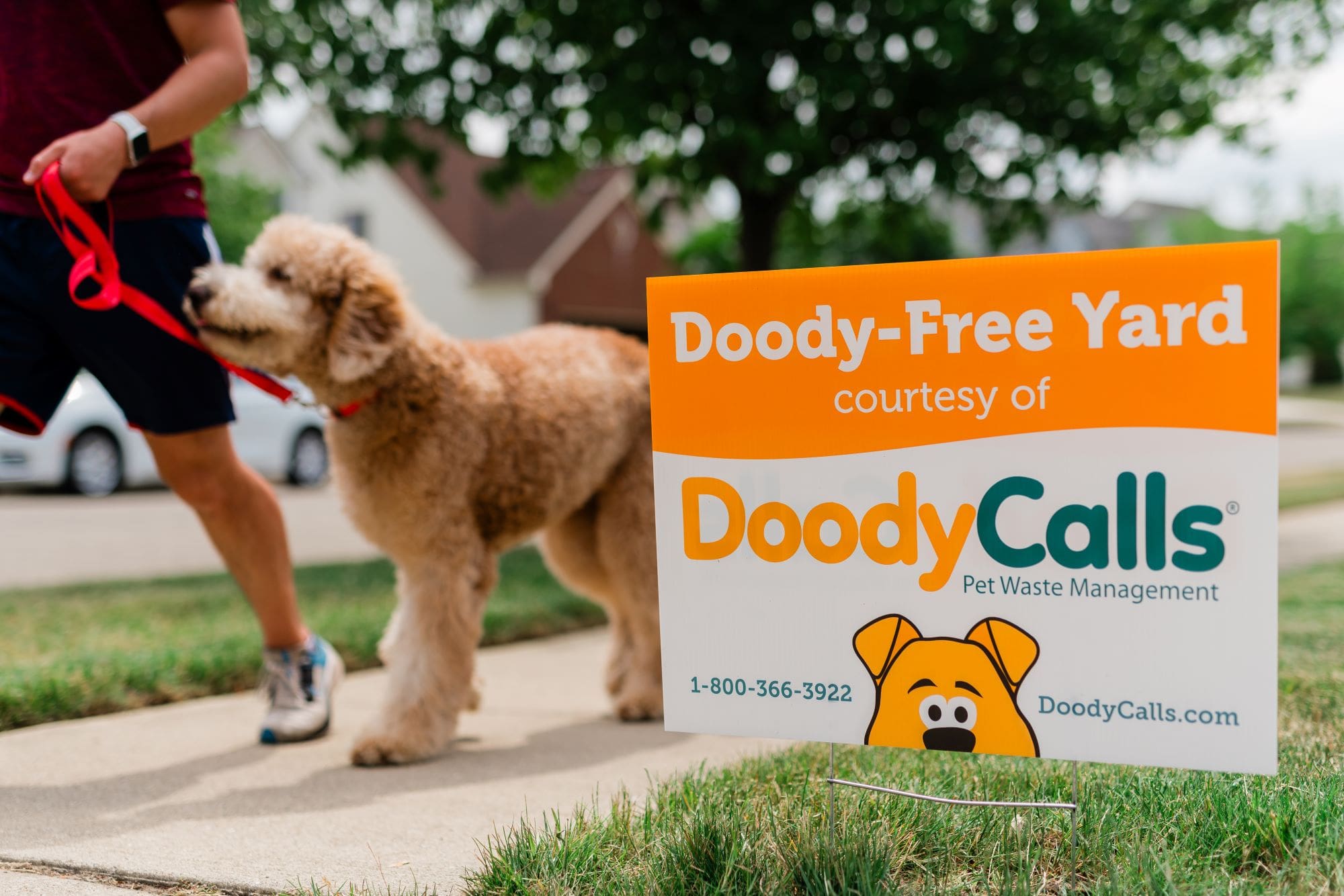 Pet business owner walking dog beside DoodyCalls yard sign.